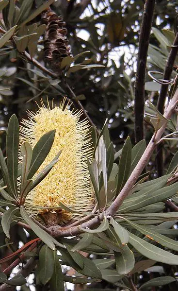Infloresence of a Coast Banksia