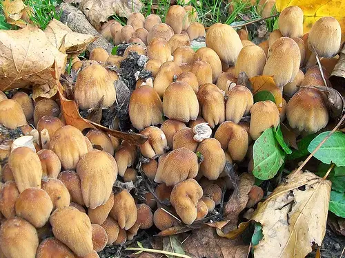 These mushrooms are edible