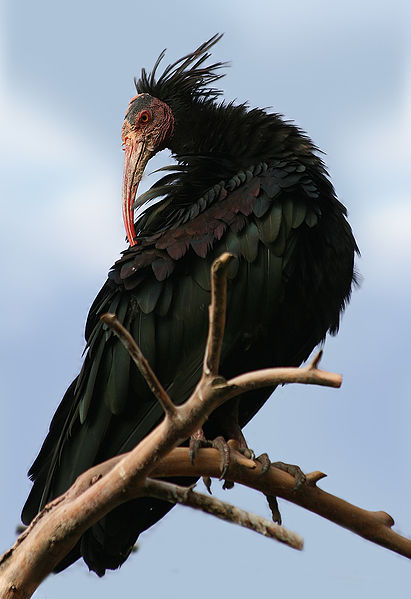 411px Waldrapp Geronticus eremita Northern Bald Ibis