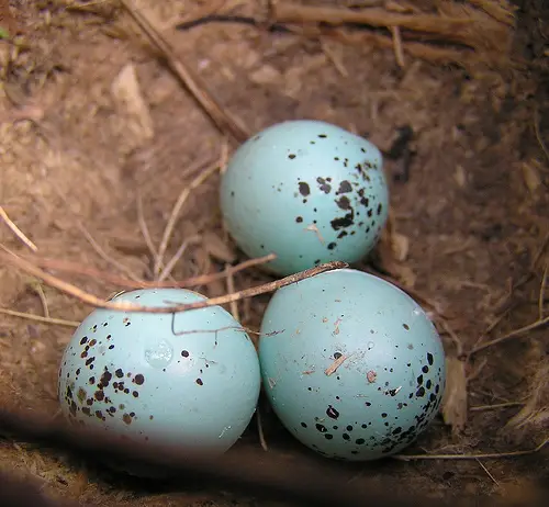 Eggs of the Song Thrush