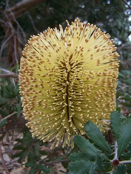 The flower spike of the Banksia epica