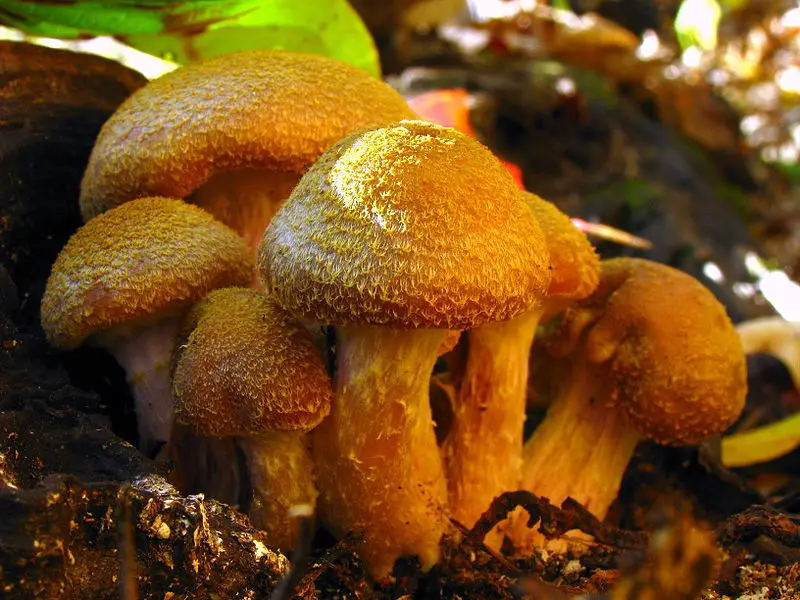 The Armillaria gallica are ecologically important fungi