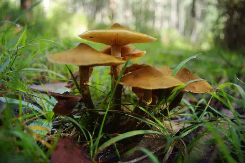 800px Armillaria luteobubalina 67510 e1289153376933 Australian honey fungus
