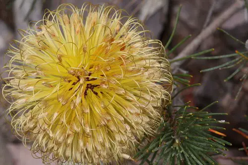 The beautiful flowers of the Round-fruit Banksia