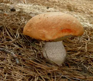 A fungus the size of a grapefruit