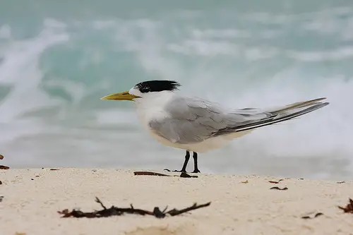 A Greater Crested Tern on the beach