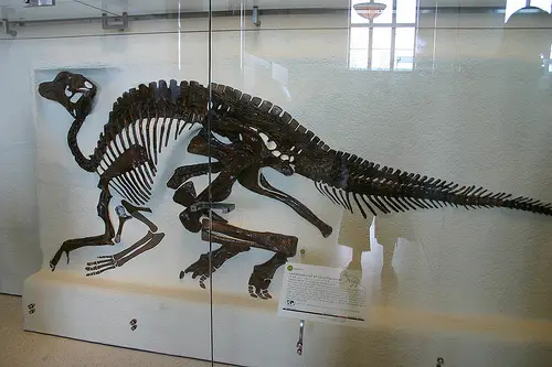 The skeleton of a Lambeosaurus