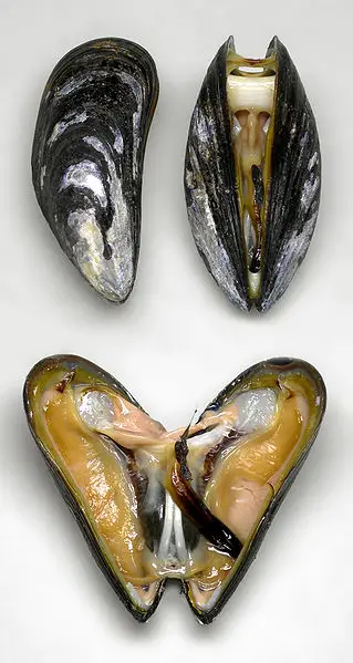 An open blue mussel