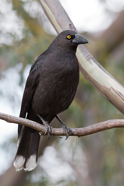 There are 3 Black Currawong sub-species