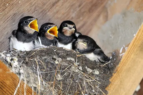 Juvenille Barn swallows waiting to be fledged