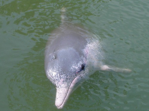 These dolphins are grey with white or pink speckles