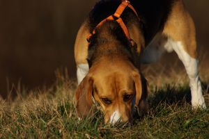 973127 lucky the beagle 4 Beagle