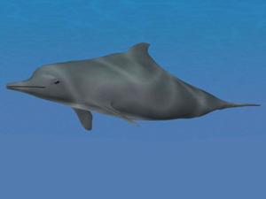 A 3D graphical representation of the Atlantic Humpback Dolphin
