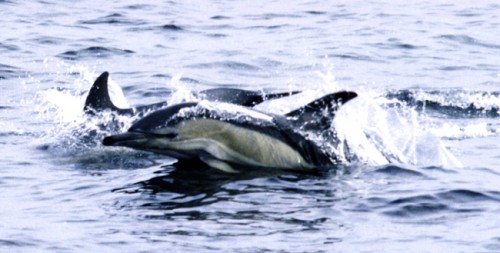 These dolphins are only found in the southern hemisphere