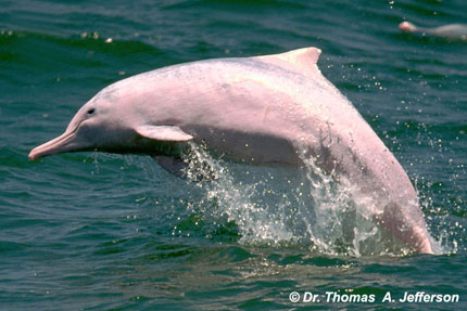 The Indo-Pacific Humpback Dolphin leaping