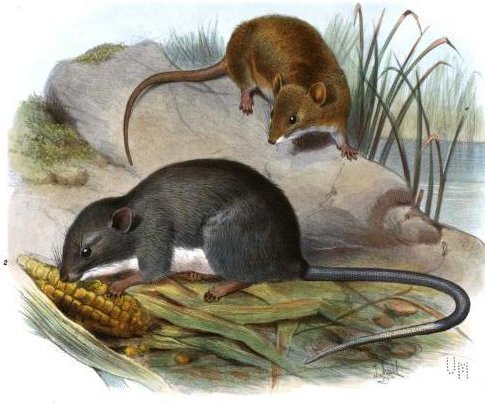 Two Central American rodents - Coues' Rice Rat is at the top