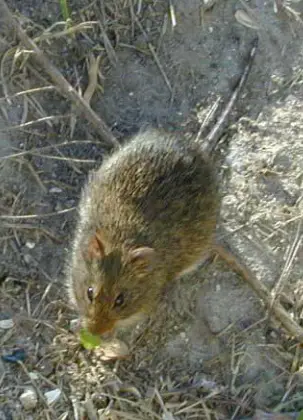 The Floridian population of marsh rice rats are distinguished by more reddish fur