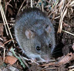 A Marsh Rice Rat in vegetation