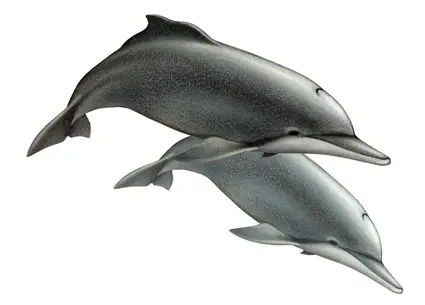 S teuszii wurtz Atlantic Humpback Dolphin
