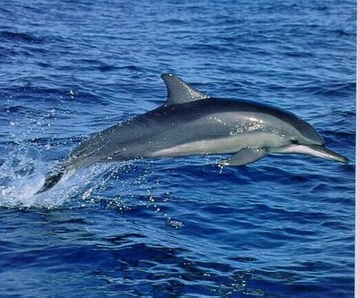 A Striped Dolphin in flight