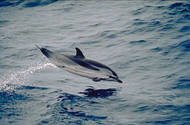 Striped Dolphins can be found worldwide
