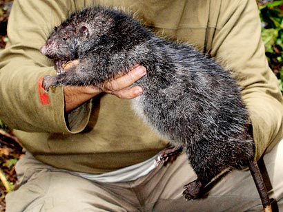 giant rat Vespuccis Rodent