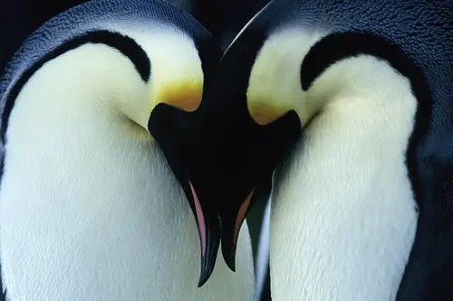 love Emperor Penguin