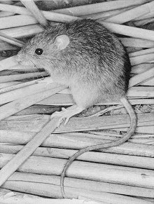 oryzcoue Coues Rice Rat