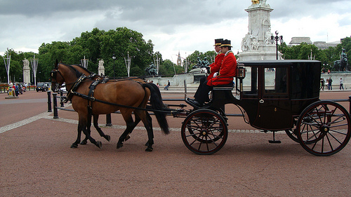Cleveland Bay horse drawing a Brougham Carriage at Buckingham Palace