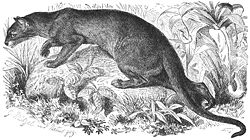 What the giant fossa may have looked like