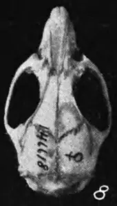 The skull of Lower California Rice Rat