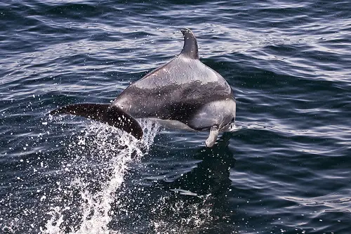 A Pacific White-sided Dolphin sighted at the Morro Bay Winter Bird Festival, Baird