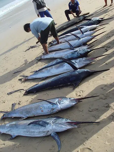 450px Morning catch of marlin at Jimbaran Marlin