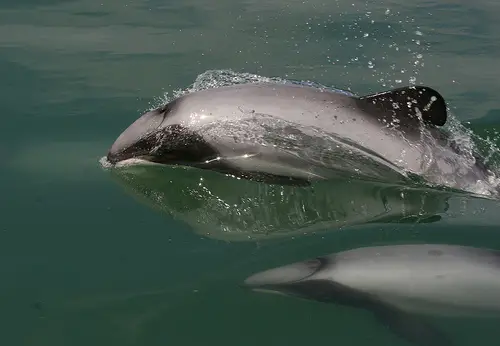 Maui's dolphins are critically endangered species