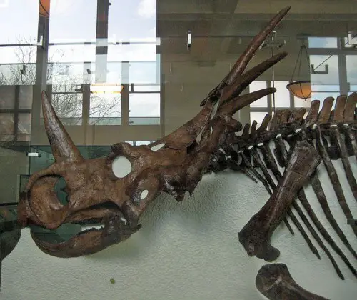 The skull of a Styracosaurus albertensis