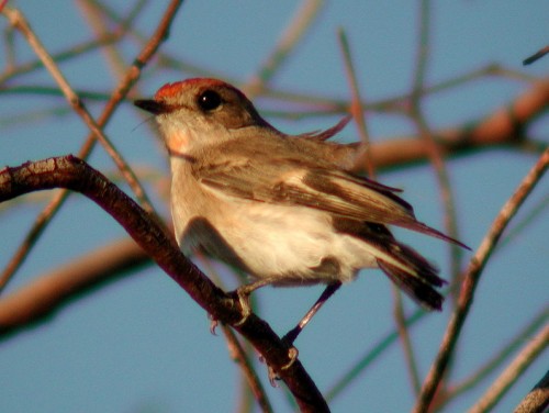 A female or immature red-capped robin