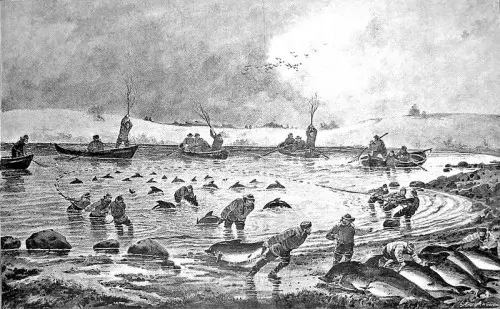 Porpoise hunt in Gamborg Fjord, Denmark in the 19th century