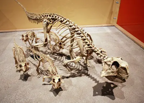 A family of Psittacosaurus