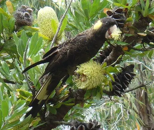 A female Yellow-tailed Black Cockattoo feeding on a banksia