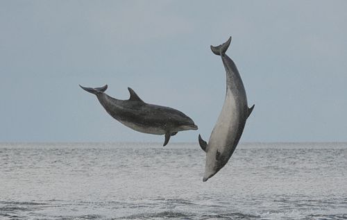 bottlenose dolphins Common bottlenose dolphin