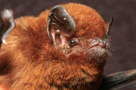 It is a small, brown bat