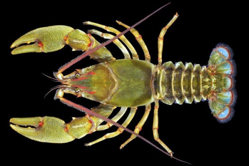 crayfish e1295856580875 Giant Crayfish Discovered