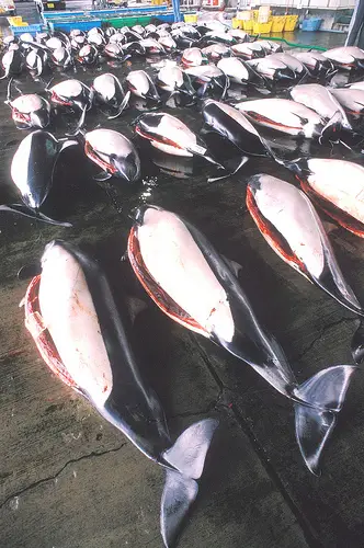 Dall's porpoises in a Japanese market