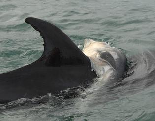 Grief - An adult female dolphin with a dead calf in the Whangarei Harbour. Photo: Orca Research Trust