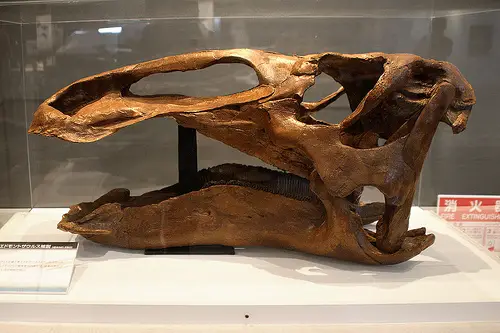 Skull of  the Edmontosaurus