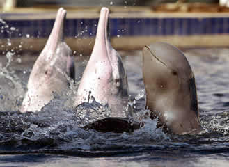 An Irrawaddy Dolphin with its friends