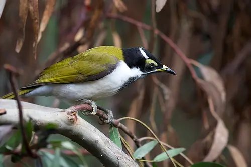 A Juvenile Blue-Faced Honeyeater - As this young bird  matures, the yellow patch of skin above its eyes will turn the  iridescent blue after which it is named.