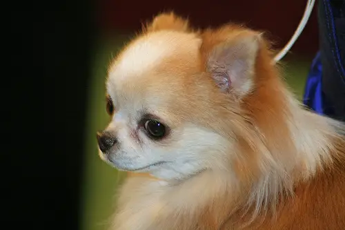 A long coated Chihuahua