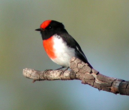 A male red-capped robin