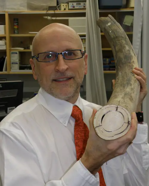 Stephen Sims holds the portion of mammoth tusk that will be used to research osteoclasts. Photo: University of Western Ontario